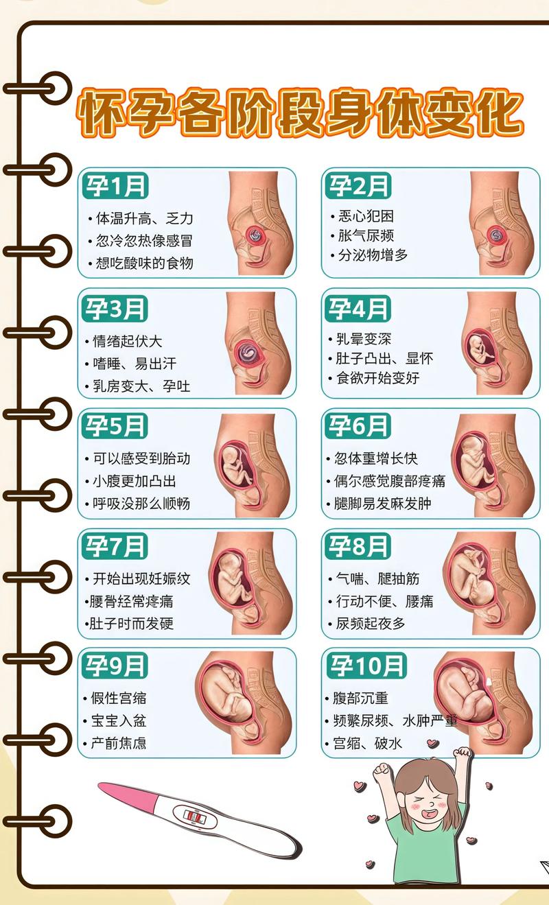 揭秘供卵代孕妈妈怀孕小腹分两节，孕期变化的奥秘宿州代生机构:
